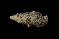 藏品(鴞蟹守螺)的圖片